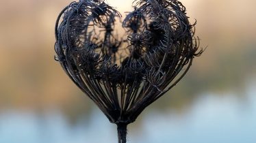 LAS ACCIONES CUYO LUGAR ES EL CORAZÓN